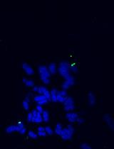 ATAC-Seq-based Identification of Extrachromosomal Circular DNA in Mammalian Cells and Its Validation Using Inverse PCR and FISH
