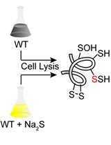 Proteomics Profiling of S-sulfurated Proteins in Acinetobacter baumannii