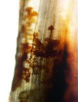 Histological Methods to Detect Early-stage Plant Defense Responses during Artificial Inoculation of Lolium perenne with Epichloë festucae