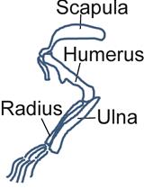 Analysis of Monocyte Cell Fate by Adoptive Transfer in a Murine Model of TLR7-induced Systemic Inflammation