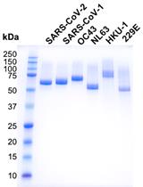 Production of the Receptor-binding Domain of the Viral Spike Proteins from  2003 and 2019 SARS CoVs and the Four Common Human Coronaviruses for Serologic Assays and Inhibitor Screening