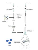 有多重二硫化物键的正确折叠蛋白质的无细胞合成:真菌疏水性化合物的生产