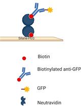 Single-Molecule Studies of Membrane Receptors from Brain Region Specific Nanovesicles
