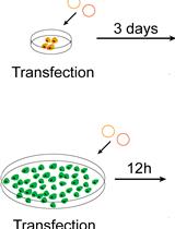 A New Method for Studying RNA-binding Proteins on Specific RNAs
