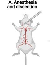 FACS Enrichment of Total Interstitial Cells and Fibroblasts from Adult Mouse Ventricles