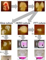 <em>Ex vivo</em> Tissue Culture Protocols for Studying the Developing Neocortex