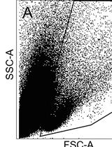 CD8+ T细胞体外和体内抑制试验