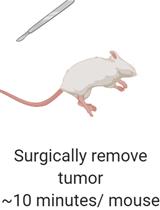 Multi-color Flow Cytometry for Comprehensive Analysis of the Tumor Immune Infiltrate in  a Murine Model of Breast Cancer