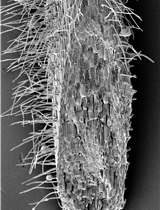 Rice Root Hair Phenotypes Imaged by Cryo-SEM