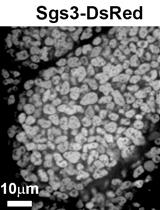 Quantitation of Secretory Granule Size in Drosophila Larval Salivary Glands