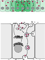 Visualization and Quantitation of Wg Trafficking in the Drosophila Wing Imaginal Epithelium