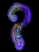 Generation of Mouse Pluripotent Stem Cell-derived Trunk-like Structures: An in vitro Model of Post-implantation Embryogenesis