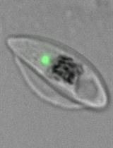 Sex-specific Separation of <em>Plasmodium falciparum</em> Gametocyte Populations