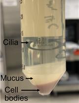Preparation of Doublet Microtubule Fraction for Single Particle Cryo-electron Microscopy