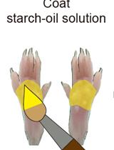小鼠汗液分析模型对局部出汗区域的客观定量