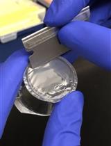 Mechanical Fractionation of Cultured Neuronal Cells into Cell Body and Neurite Fractions