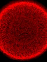 Generation and Maintenance of Homogeneous Human Midbrain Organoids