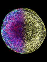 Fluorescence-based Single-cell Analysis of Whole-mount-stained and Cleared Microtissues and Organoids for High Throughput Screening