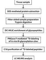 Differential Analysis of N-glycopeptide Abundance and N-glycosylation Site Occupancy for Studying Protein N-glycosylation Dysregulation in Human Disease 