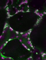 Peptide-mediated Targeting of Nanoparticles with Chemical Cargoes to Chloroplasts in <em>Arabidopsis</em> Plants
