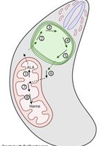 Fluorescence-based Heme Quantitation in Toxoplasma Gondii