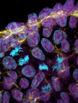 CRISPR/Cas9介导的人iPSC细胞系SNP精确编辑