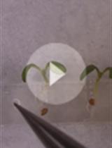 Micrografting in <em>Arabidopsis</em> Using a Silicone Chip