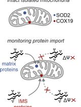 Protein Import Assay into Mitochondria Isolated from Human Cells