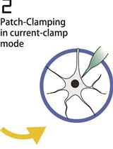 Electrophysiological Properties of Neurons: Current-Clamp Recordings in Mouse Brain Slices and Firing-Pattern Analysis