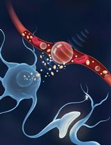 Intravenous and Non-invasive Drug Delivery to the Mouse Basal Forebrain Using MRI-guided Focused Ultrasound