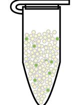 Measurement of Transgene Copy Number in Plants Using Droplet Digital PCR