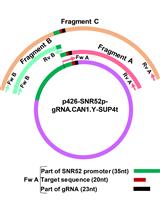 CRISPR/Cas9系统的PCR介导的一日合成向导RNA
