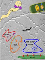 Ethanol-induced Sedative Behavior: An Assay to Investigate Increased Dopamine Signaling in Caenorhabditis elegans
