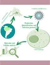 Production, quantification, and infection of Amazonian <em>Phlebovirus</em> (<em>Bunyaviridae</em>)