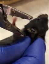 An Improved Method for Individual Tracking of Voluntary Wheel Running in Pair-housed Juvenile Mice