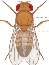 评估成年果蝇的基线和致敏热伤害感受