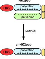 用高选择性肽HK2pep分析己糖激酶2脱离线粒体相关膜的作用