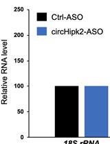 用于下游分析的环状RNA的反义Oligo Pulldown