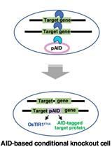 A Simple Method to Generate Super-sensitive AID (ssAID)-based Conditional Knockouts using CRISPR-based Gene Knockout in Various Vertebrate Cell Lines