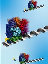 A Gel-Based Assay for Probing Protein Translocation on dsDNA