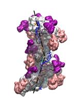 Modeling Perturbations in Protein Filaments at the Micro and Meso Scale Using NAMD and PTools/Heligeom