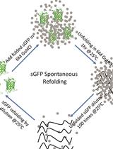 Protocol for Spontaneous and Chaperonin-assisted <em>in vitro</em> Refolding of a Slow-folding Mutant of GFP, sGFP