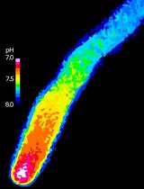 Spatiotemporal Quantification of Cytosolic pH in <em>Arabidopsis</em> Pollen Tubes