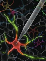 膜片钳移液管重复使用的快速酶清洗方法：通过消除膜片钳尝试之间的手动移液管更换来提高吞吐量