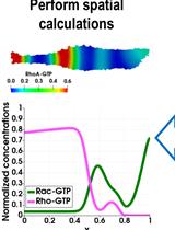Modeling the Nonlinear Dynamics of Intracellular Signaling Networks
