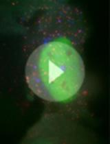 A Multi-color Bicistronic Biosensor to Compare the Translation Dynamics of Different Open Reading Frames at Single-molecule Resolution in Live Cells