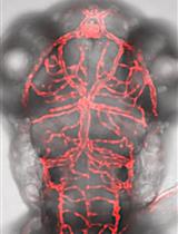 GeneWeld: Efficient Targeted Integration Directed by Short Homology in Zebrafish