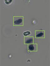 小鼠背根神经节细胞核的分离及其单核基因组学研究