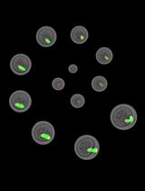 Isolation and in vitro Culture of Mouse Oocytes