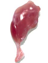 Mouse Periosteal Cell Culture, in vitro Differentiation, and in vivo Transplantation in Tibial Fractures